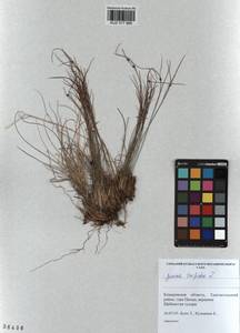 Oreojuncus trifidus (L.) Záv. Drábk. & Kirschner, Siberia, Altai & Sayany Mountains (S2) (Russia)