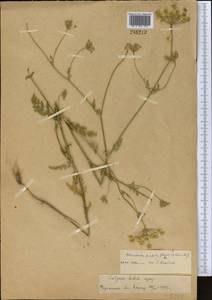 Scaligeria hirtula (Regel & Schmalh.) Lipsky ex Korovin, Middle Asia, Pamir & Pamiro-Alai (M2)