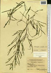 Potamogeton acutifolius Link, Eastern Europe, Central region (E4) (Russia)