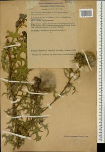 Cirsium osseticum subsp. abkhasicum Petr., Caucasus, Abkhazia (K4a) (Abkhazia)