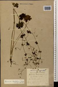 Geranium pyrenaicum Burm. f., Caucasus, Krasnodar Krai & Adygea (K1a) (Russia)