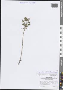 Euphorbia microcarpa (Prokh.) Krylov, Eastern Europe, Middle Volga region (E8) (Russia)