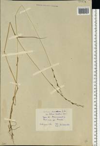Lolium remotum Schrank, Eastern Europe, Eastern region (E10) (Russia)
