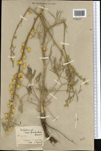 Delphinium semibarbatum Bien. ex Boiss., Middle Asia, Kopet Dag, Badkhyz, Small & Great Balkhan (M1) (Turkmenistan)