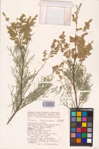 Tamarix ramosissima Ledeb., Eastern Europe, Lower Volga region (E9) (Russia)