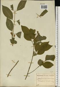 Euonymus europaeus L., Eastern Europe, Central forest-and-steppe region (E6) (Russia)