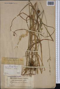 Arrhenatherum elatius subsp. bulbosum (Willd.) Schübl. & G.Martens, Western Europe (EUR) (France)