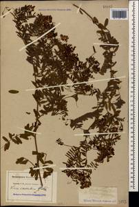 Vicia cassubica L., Caucasus, North Ossetia, Ingushetia & Chechnya (K1c) (Russia)