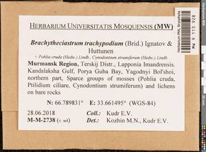 Brachytheciastrum trachypodium (Brid.) Ignatov & Huttunen, Bryophytes, Bryophytes - Karelia, Leningrad & Murmansk Oblasts (B4) (Russia)