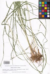 Molinia caerulea (L.) Moench, Eastern Europe, Moscow region (E4a) (Russia)