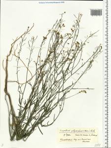 Sisymbrium polymorphum (Murray) Roth, Eastern Europe, Rostov Oblast (E12a) (Russia)