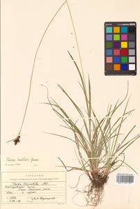 Carex norvegica Retz., Siberia, Russian Far East (S6) (Russia)