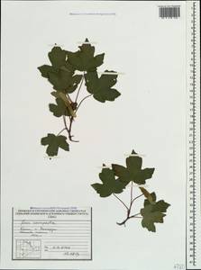 Acer campestre L., Crimea (KRYM) (Russia)