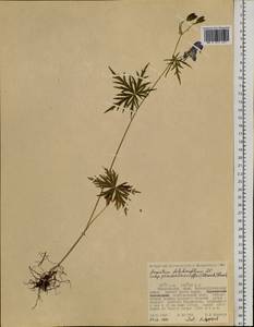 Aconitum pseudokusnezowii Vorosch., Siberia, Russian Far East (S6) (Russia)