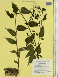 Solanum dulcamara L., Eastern Europe, Central forest-and-steppe region (E6) (Russia)