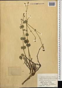 Silene chlorifolia Sm., Caucasus, Armenia (K5) (Armenia)