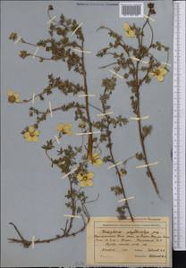 Dasiphora fruticosa (L.) Rydb., Middle Asia, Northern & Central Tian Shan (M4) (Kyrgyzstan)