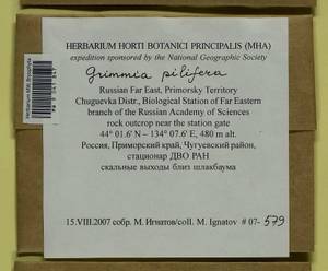 Grimmia pilifera P. Beauv., Bryophytes, Bryophytes - Russian Far East (excl. Chukotka & Kamchatka) (B20) (Russia)