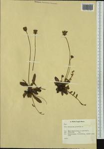 Pilosella officinarum Vaill., Western Europe (EUR) (Netherlands)