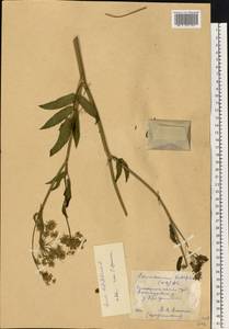 Sium latifolium L., Eastern Europe, South Ukrainian region (E12) (Ukraine)