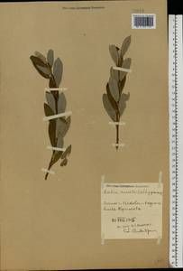 Salix aurita × lapponum, Eastern Europe, North-Western region (E2) (Russia)