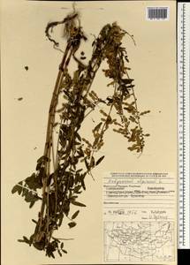 Hedysarum alpinum L., Mongolia (MONG) (Mongolia)