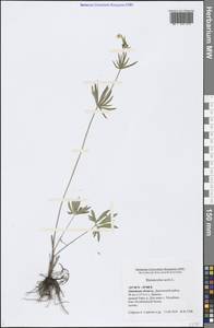 Ranunculus acris L., Eastern Europe, Central forest-and-steppe region (E6) (Russia)