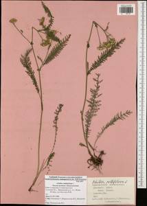 Achillea millefolium L., Eastern Europe, Central region (E4) (Russia)