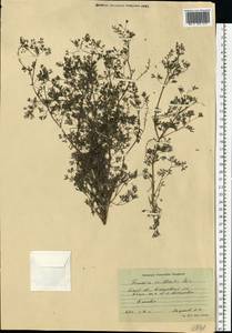 Fumaria vaillantii Loisel., Eastern Europe, Central forest-and-steppe region (E6) (Russia)