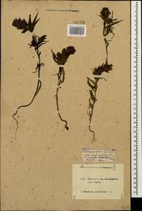 Melampyrum caucasicum Bunge, Caucasus, Krasnodar Krai & Adygea (K1a) (Russia)