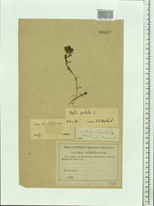 Lythrum portula (L.) D. A. Webb, Eastern Europe, North-Western region (E2) (Russia)