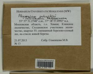 Callicladium haldaneanum (Grev.) H.A. Crum, Bryophytes, Bryophytes - Moscow City & Moscow Oblast (B6a) (Russia)