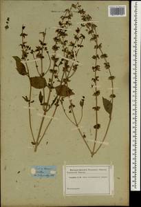 Ocimum basilicum L., South Asia, South Asia (Asia outside ex-Soviet states and Mongolia) (ASIA) (Not classified)