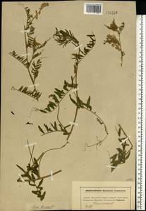 Vicia cracca L., Eastern Europe, Moscow region (E4a) (Russia)