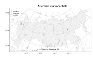 Artemisia macrocephala Jacquem. ex Besser, Atlas of the Russian Flora (FLORUS) (Russia)