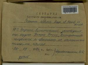 Grimmia longirostris Hook., Bryophytes, Bryophytes - Yakutia (B19) (Russia)