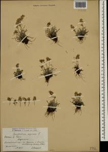 Omalotheca supina (L.) DC., Caucasus, Armenia (K5) (Armenia)