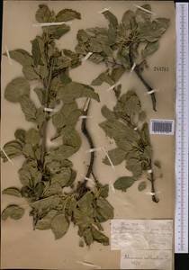 Rhamnus cathartica L., Middle Asia, Muyunkumy, Balkhash & Betpak-Dala (M9) (Kazakhstan)