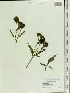 Bidens radiata Thuill., Eastern Europe, North-Western region (E2) (Russia)