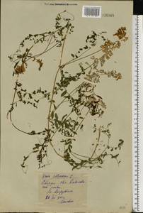 Vicia sylvatica L., Eastern Europe, Eastern region (E10) (Russia)