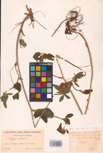 Trifolium pratense L., Eastern Europe, Northern region (E1) (Russia)