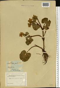 Caltha palustris L., Eastern Europe, North-Western region (E2) (Russia)