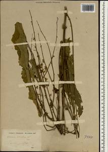 Verbascum sinuatum L., South Asia, South Asia (Asia outside ex-Soviet states and Mongolia) (ASIA) (Iraq)