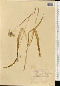 Allium neapolitanum Cirillo, South Asia, South Asia (Asia outside ex-Soviet states and Mongolia) (ASIA) (Turkey)