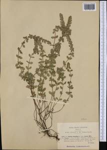 Thymus pulegioides subsp. montanus (Trevir.) Ronniger, Western Europe (EUR) (Italy)