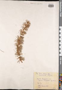 Larix sibirica Ledeb., Eastern Europe, Central region (E4) (Russia)