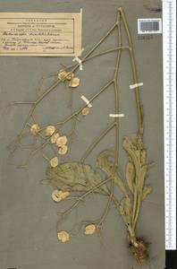 Lepidium orientale (Schrenk) Al-Shehbaz & Mumm., Middle Asia, Western Tian Shan & Karatau (M3) (Kyrgyzstan)