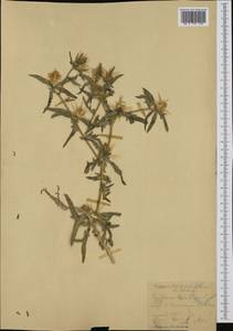 Centaurea calcitrapa L., Western Europe (EUR) (Italy)