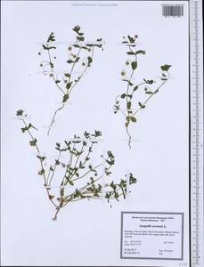 Lysimachia arvensis subsp. arvensis, Western Europe (EUR) (Romania)