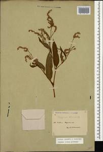 Koenigia alpina (All.) T. M. Schust. & Reveal, Caucasus, Stavropol Krai, Karachay-Cherkessia & Kabardino-Balkaria (K1b) (Russia)